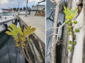 Smokva u Splitu nikla iz mora!