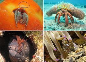 FOTO: SIMBIOZA VRSTA Oni u Jadranu žive jedni uz druge