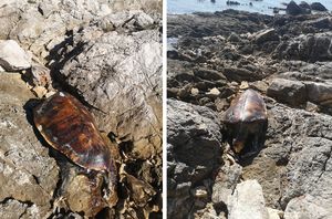 FOTO/VIDEO Na otoku Rivnju pronađena uginula morska kornjača