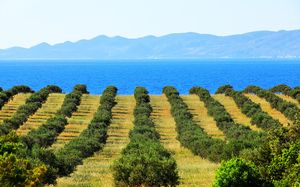 Objavljen javni poziv za dodjelu potpora male vrijednosti u poljoprivredi na području općine Vela Luka