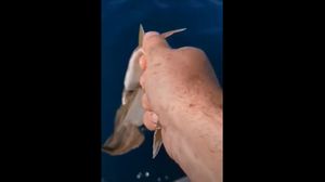 Savjesni ribar iz Privlake vraća zaštićenog morskog psa sklata u more