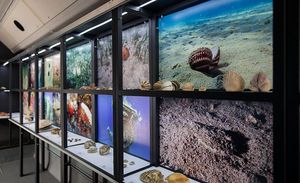 U Šibeniku održana jedinstvena izložba u autobusu "Blago jadranskog podmorja"