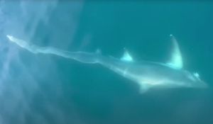 VIDEO Dječak u blizini Istre ulovio morskog psa od stotinjak kg!