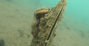 VIDEO U Vinkuranskoj vali pronađena živa jedinka periske