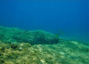 STRUKA UPOZORAVA: "Jadranskom moru prijeti opasnost da postane morska pustinja!"