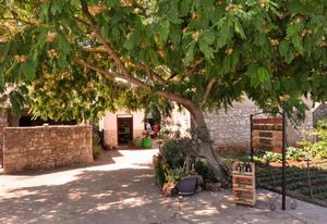 GURMANSKA FEŠTA U JELSI 4. Wine, olive & heritage festival 2023.