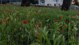 Grad Makarska podržao akciju svibanj bez košnje