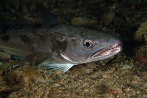 OSLIĆ Riblji rekorder po produktivnosti