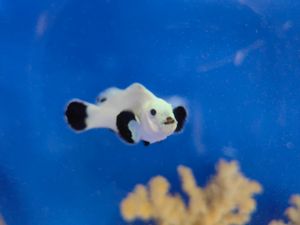 SNOW STORM Nova zanimljivost u pulskom Aquariumu