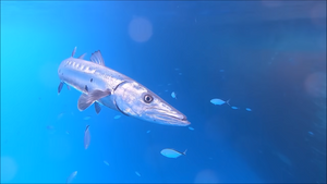 VIDEO Kako izgleda život ispod kruzera?