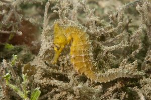 Stotine mladunaca morskih konjica pušteno u more kako bi se spasila vrsta