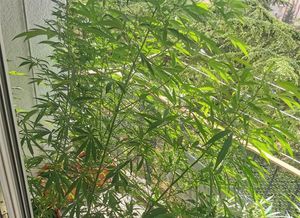 U vojnom bunkeru skrivao stabljike indijske konoplje