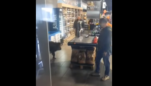 VIDEO Kuda idu divlje svinje? U dućan!