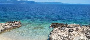 UZNEMIRUJUĆA SNIMKA! Pronađen mrtav dupin sa zavezanim repom