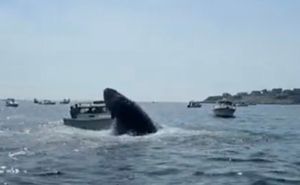 VIDEO Grbavi kit skače iz mora i obrušava se na ribarsku brodicu