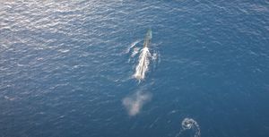 Desetak kitova perajara u akvatoriju otoka Visa