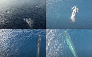 KAKAV VIDEO! Desetak kitova snimljeno kod otoka Visa: "Dvije skupine spojile se u jednu"