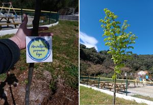 LASTOVO, PRIRODNO TVOJE Sadnja stabala na drugom najšumovitijem otoku Hrvatske