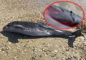 Više od sto dupina pronađeno mrtvo na obalama Krima: "To su ludi barbari - androfagi, ubojice!"