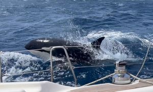 ZAŠTO NAPADAJU BRODOVE? Čini se da "bandu" orki predvodi jedinka željna osvete