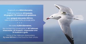 Kako na Lastovskom otočju spašavaju tri vrste ugroženih ptica?