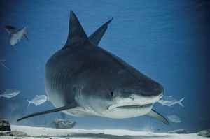 Kako je roniti među morskim psima?