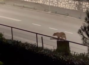 Lovci ubili medvjeda koji je u Kostreni ulazio ljudima u dvorišta