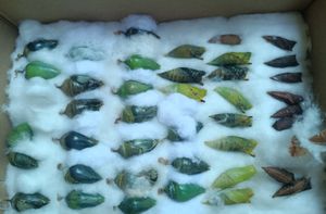 U pulski akvarij stigla pošiljka kukuljica tropskih leptira