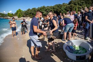 Šest oporavljenih želvi danas se vraća u more