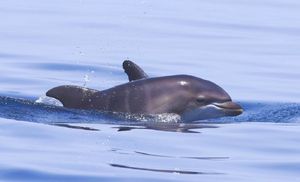 FOTO Novi, preslatki stanovnici Jadrana - Viđeno šest beba dupina