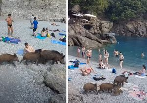 VIDEO Skupina divljih svinja ušetala na plažu i bez straha se prošetali među kupačima