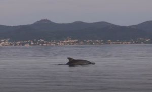 Dupini izveli pravu predstavu ispred Morskih orgulja