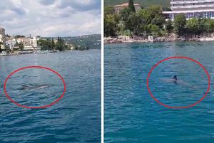 VIDEO Razigrani dupin zaplesao na Opatijskoj rivijeri
