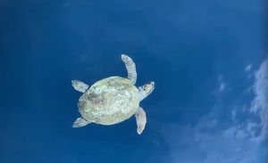 Glavata želva uživa na kvarnerskom suncu