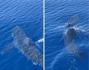 MAKO Najbrži morski pas na vratima Jadrana