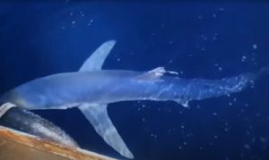 Morski pas modrulj napada uzgajalište tuna kod Sveca