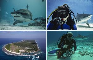 FOTO/VIDEO Hrvatski par u Kraljevini morskih pasa Tigrova