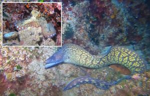 VIDEO Pokušaj napada murine i inteligentno skrivanje hobotnice u podmorju Lastova