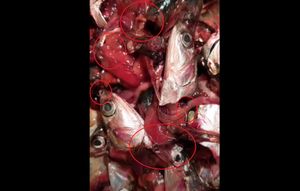 Crvi paraziti u inćunima i drugoj plavoj ribi