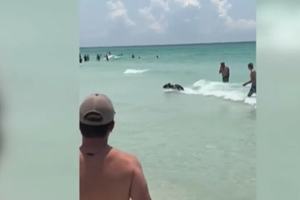 Ide medo iz mora van, nije rek'o dobar dan!