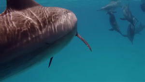 Obučavani za detektiranje mina, postavljanje eksploziva i nošenje špijunske opreme - Kako su ove životinje postale dio ratovanja?