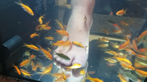 Što je riblja pedikura i zašto je ilegalna u sve više dijelova svijeta