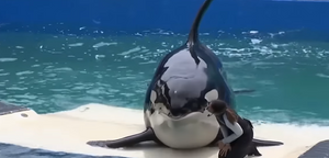 FOTO/VIDEO Lolita je spremna za slobodu - Nakon 50 godina u zatočeništvu vraća se u ocean