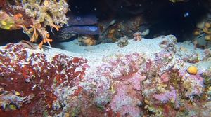 SCENA KOD LASTOVA Lukavo skrivanje hobotnice od napada murine