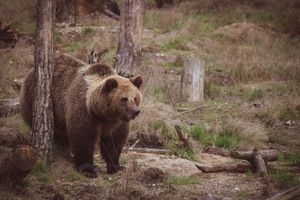 Medvjed ubio dvije ovce između Selca i Uvale Jasenove
