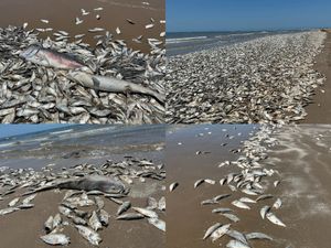 VIDEO Tisuće mrtvih riba preplavile obalu, razlog je zabrinjavajuć