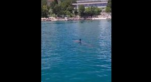 Razigrani dupin kod Opatije