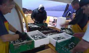 Obavijest ribarima: "Imate kratak rok za dostavu dokumenata o potpori za obustavu ribolova srdele"