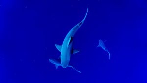 Morski psi i raže u Sredozemlju su u opasnosti