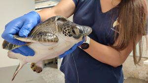 FOTO Mlada jedinka zelene želve progutala ribarsku udicu s najlonom pa iz Crikvenice prebačena u Pulu